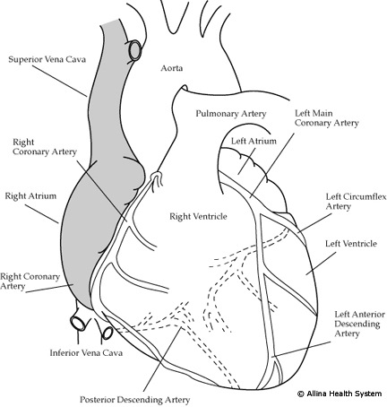 diagram of a normal heart