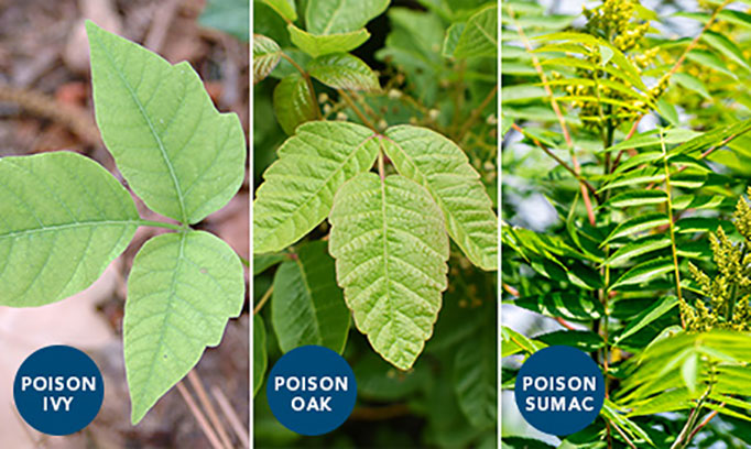 Side by side image showing the difference in leaves between poison ivy, poison oak, and poison sumac.