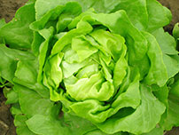 chicken lettuce wraps 114433973