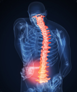 Image of skeleton with spine highlighted