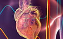 cardiovascularresearchthumbnail