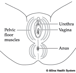 The location of your pelvic floor muscles.