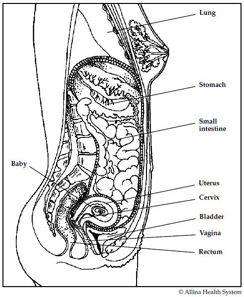 Illustration of pregnant body in first trimester
