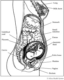 second trimester diagram of your changing body