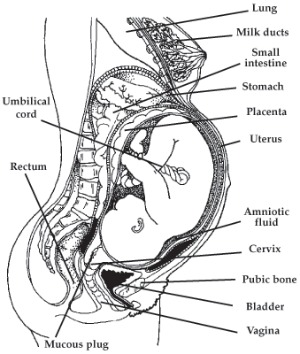 diagram showing baby in stomach.