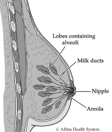 labeling of different breast parts