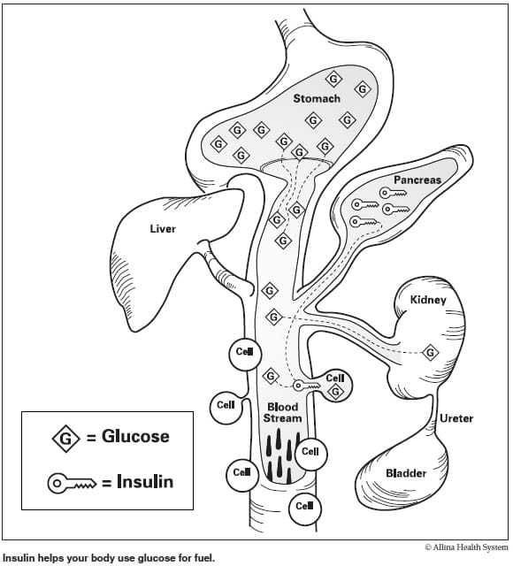 Diabetes overview How insulin works