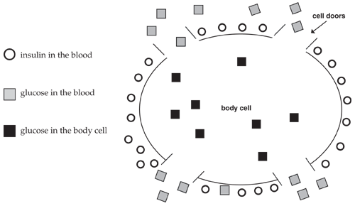 Normal body cell image