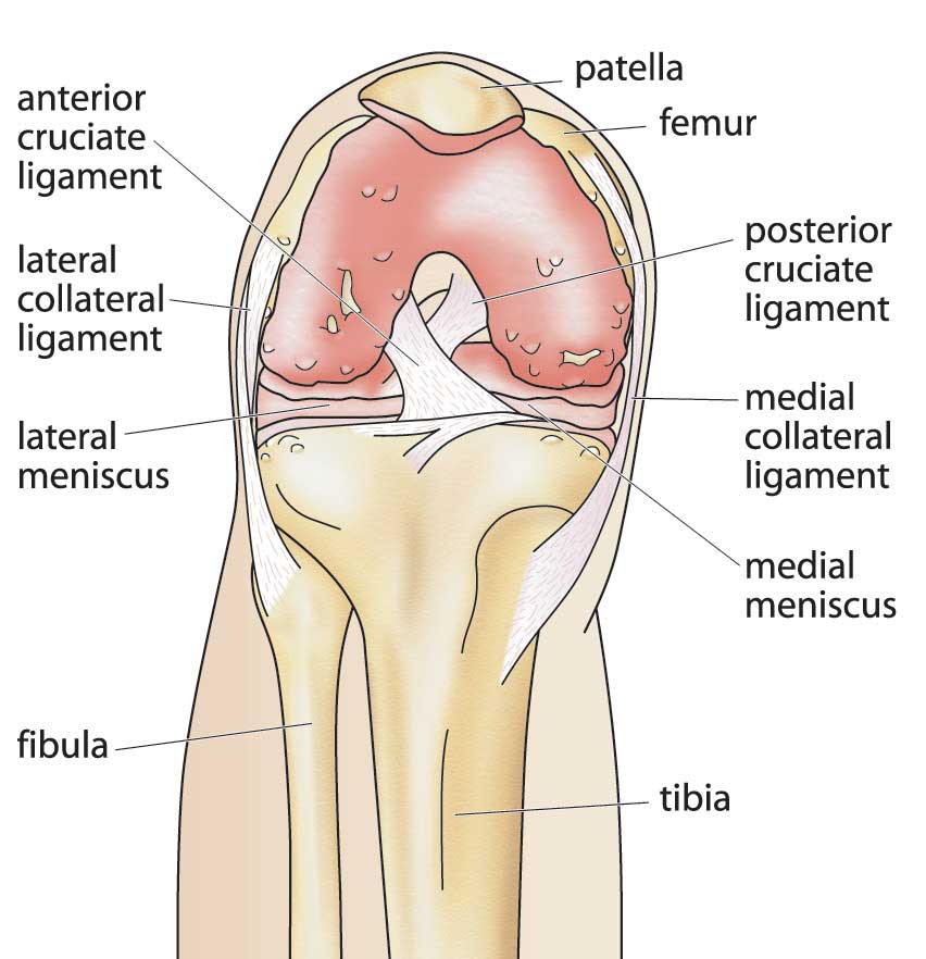 Problem knee