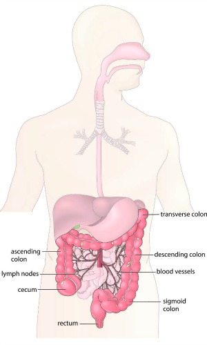 diagram showing colon parts