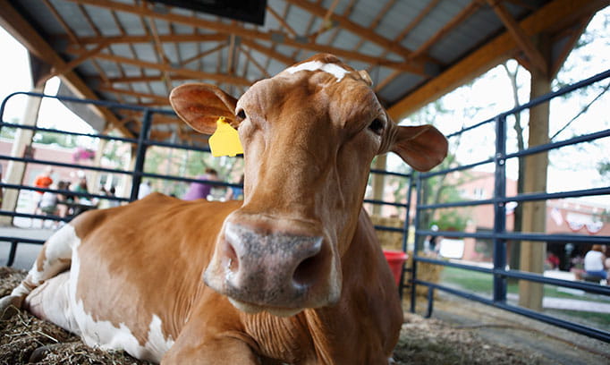 tips to fight seasonal allergies common at the Minnesota State Fair 