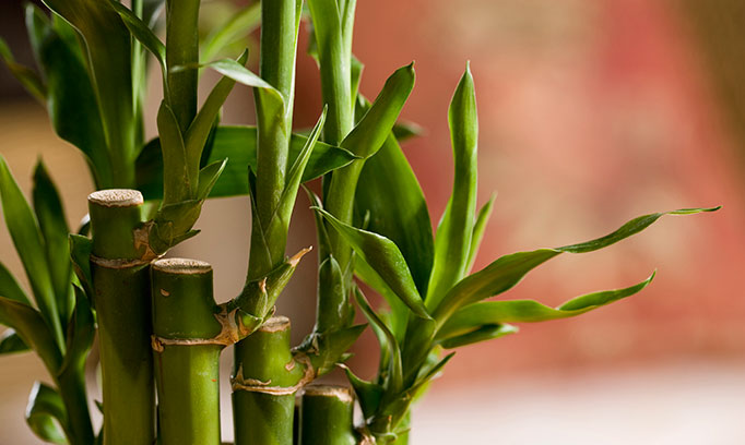 Bamboo representing the eastern influence of Feng Shui