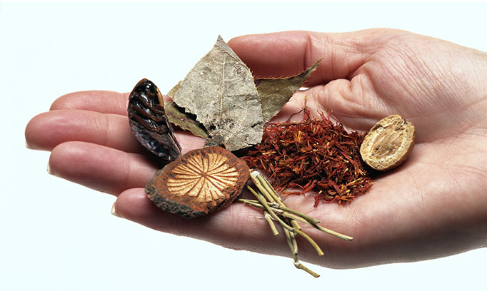 Hand holding out various herbs and other food used in tradition Chinese medicine that could improve your Wei Qi