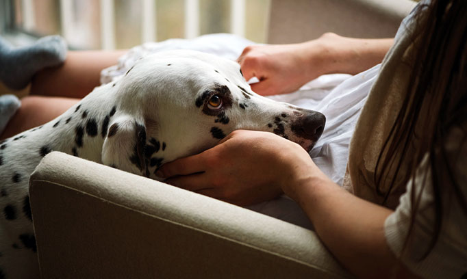 A dalmatian snuggles on a person's lap, an example of the bond we form with pets