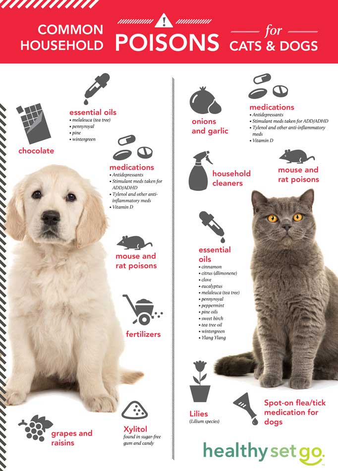 poisonous to pets infographic