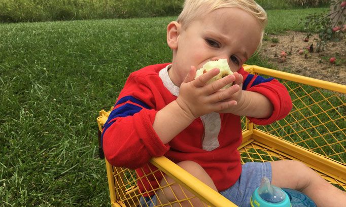 A child sitting in a cart eating an apple at an apple orchard.