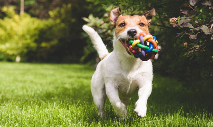 overweight pets 682x408 gettyimages 481198620