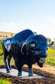 buffalo statue to represent Allina Health clinics in Buffalo, Minnesota and surrounding areas portrait style