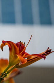 regina exterior 184x279