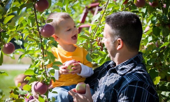 Adult and child make a healthy choice and pick apples in orchard.