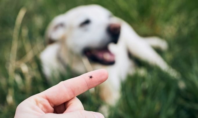 Finger with small tick on it and white dog blurred in the background. 