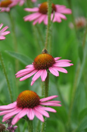 Purple Coneflower