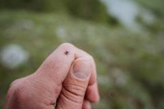 Tick